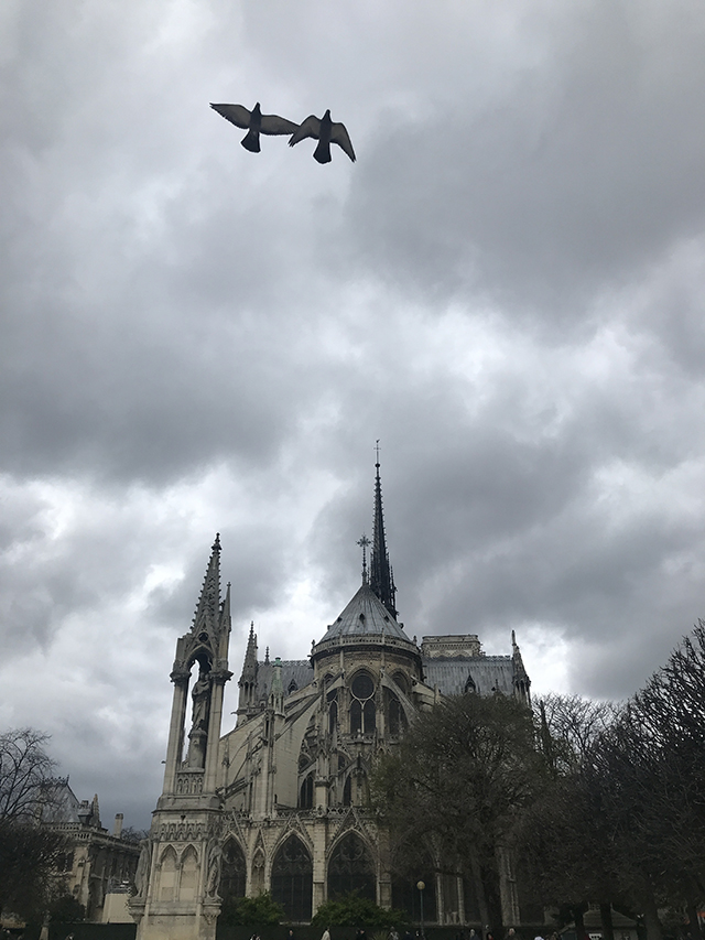 C.HAUNTING BIRDS NOTRE DAME.JPG